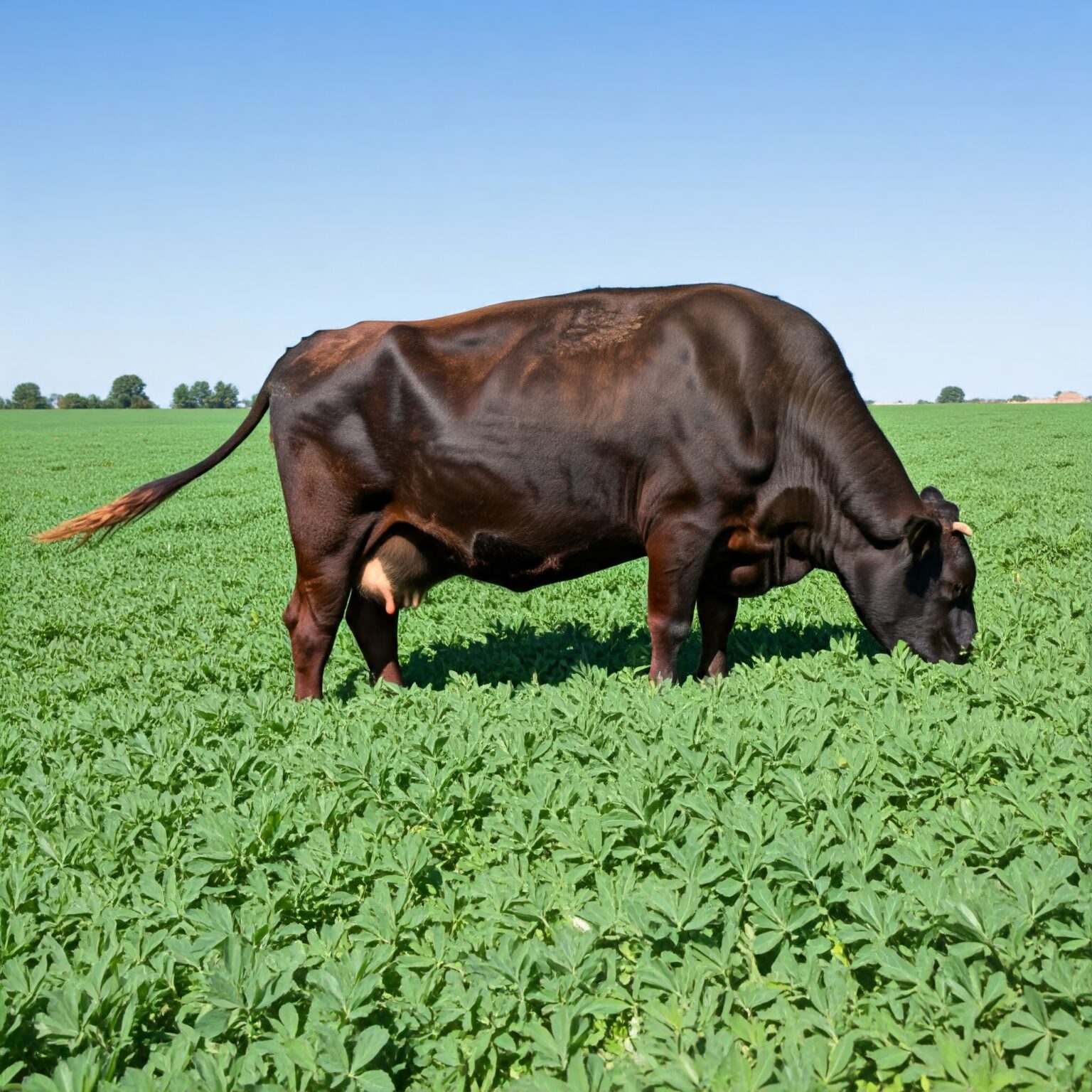 Fodder Seeds Production